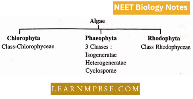 Plant kingdom An Introduction And Algae Algae