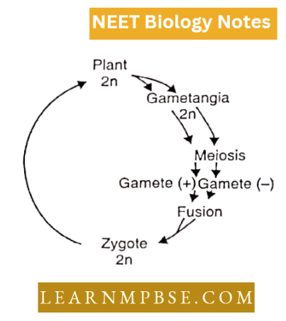 Plant kingdom An Introduction And Algae Diplontic Life Cycle
