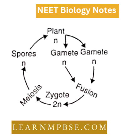 Plant kingdom An Introduction And Algae Haplontic Life Cycle