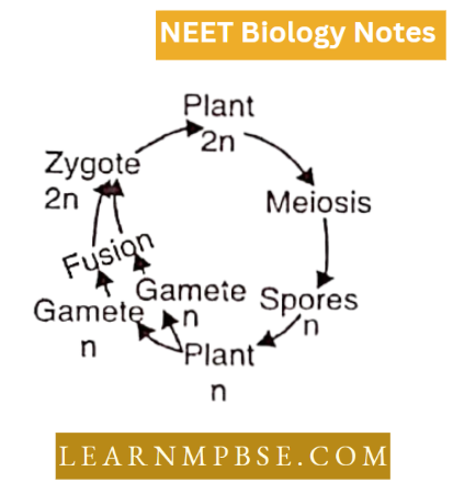 Plant kingdom An Introduction And Algae Isomorphic Alternation