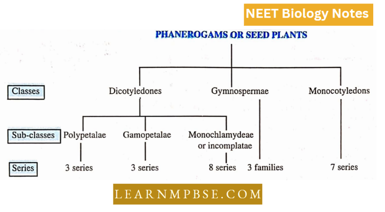 Plant kingdom An Introduction And Algae Phanerogarma Or Seed Plants