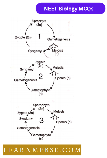 Plant kingdom An Introduction And Algae Question 22 Diplontic Life Cycle