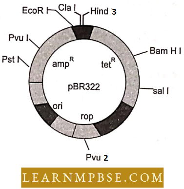 Principles And Processes Of Biotechnology Cloning Vector pBR Restriction Sites