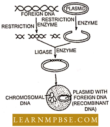 Principles And Processes Of Biotechnology Genetic Engineering