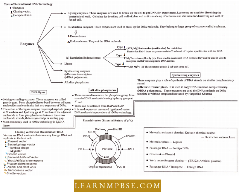 Principles And Processes Of Biotechnology Tools Of Recombinant technology