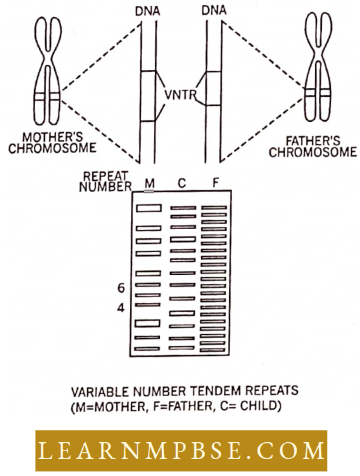 Principles And Processes Of Biotechnology Variable Number Tendem Repeats