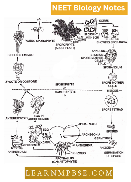 Pteridophyta Dryopteris Life cycle