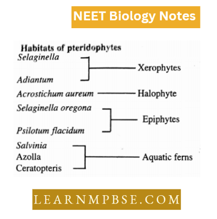 Pteridophyta Habitats Of Pteridophytes