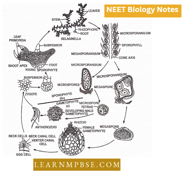 Pteridophyta Selaginella Life Cycle