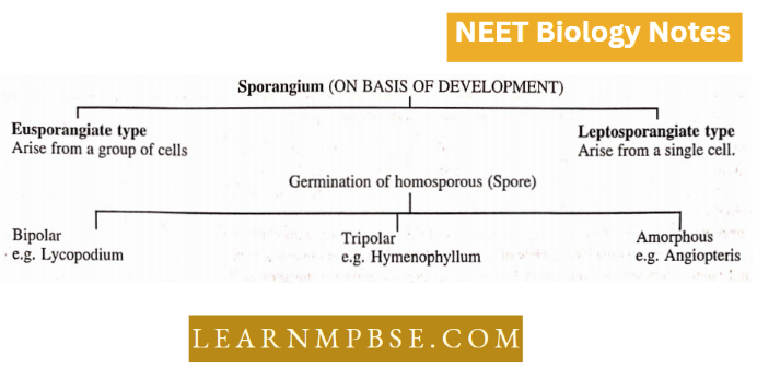 Pteridophyta Sporangium On Basis Of Development