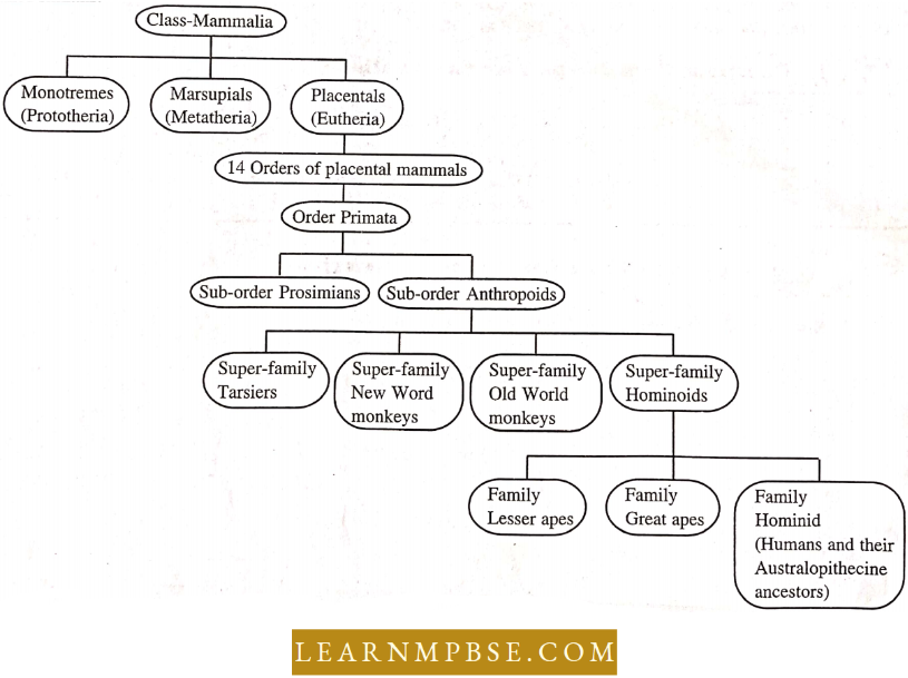 Relationship Of Man With Other Primates