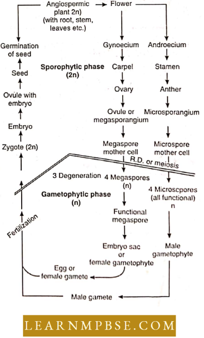 Reproduction In Angiosperms Angiospermic Plant 2n