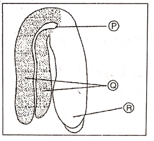 Reproduction In Angiosperms Dicot Embryo Lable