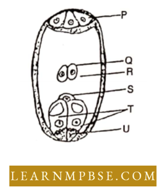 Reproduction-In-Angiosperms-Fertilization