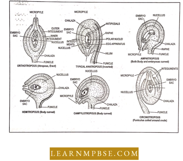 Reproduction In Angiosperms Forms Of Ovules