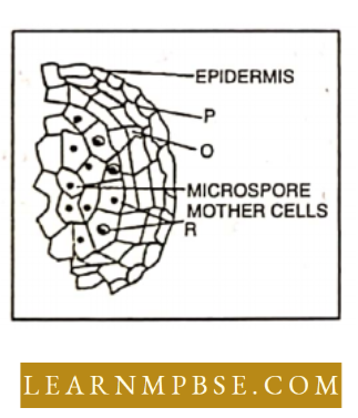 Reproduction In Angiosperms Microsporangium