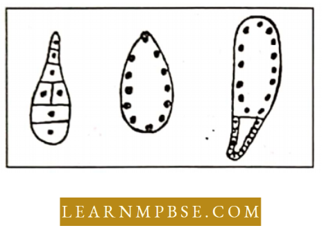 Reproduction In Angiosperms Order Of Endosperm