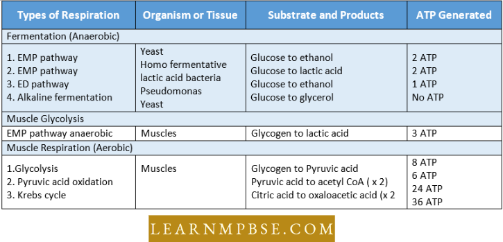Respiration in Plant ATP production In Different Types OF Respiration