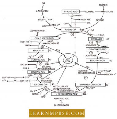 Respiration in Plant Diagrammatic Representation Of Oxidative Decarboxylation Of Pyruvic Acid
