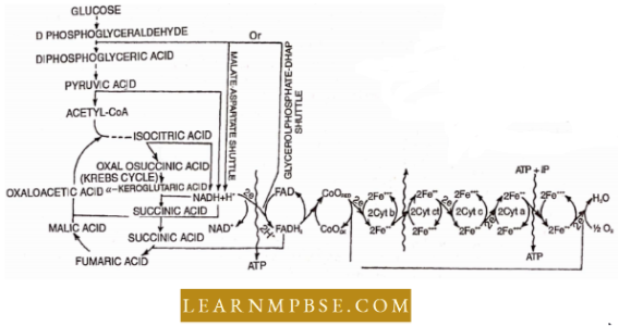 Respiration in Plant Electron Transport System