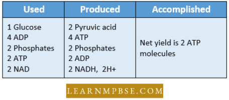 Respiration in Plant Fermentation