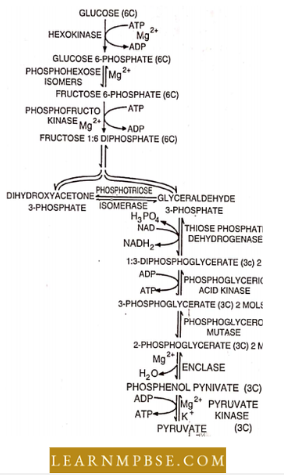 Respiration in Plant Schematic Representation OF Glycolysis Or EMP Pathway