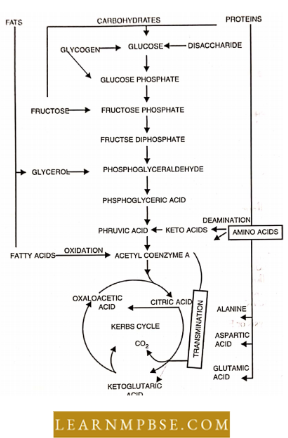 Respiration in Plant Summary of Cell Respiration