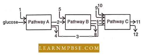 Respiration in Plant Three Major Biosynthetic Pathways in aerobic Respiration