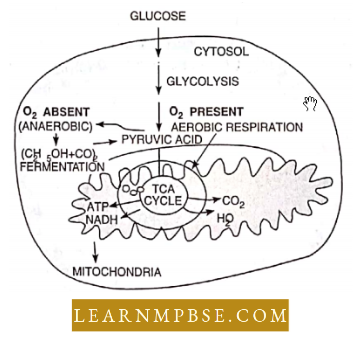 Respiration in Plants The Broad Outline Scheme Of Respiration