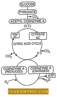 Respiration in Plants The Steps Of Respiration At A Glane
