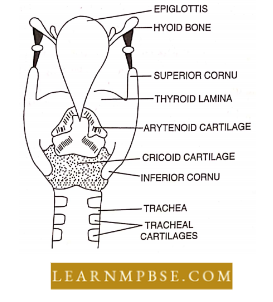 Respiratory System Respiration Human Larynx