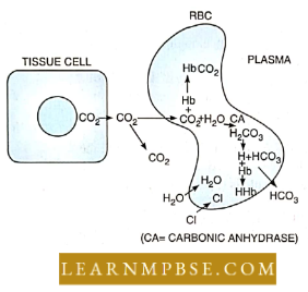 Respiratory System Respiration In Animals Carbon dioxide Transport And Chloride Shift