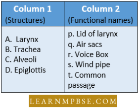Respiratory System Respiration In Animals Match The Structures Question75