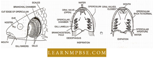 Respiratory System Respiration In Animals Mode Of Breathing