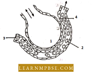 Respiratory System Respiration In Animals The Figure Given Below Question 40