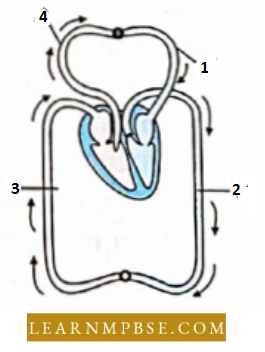 Respiratory System Respiration In Animals The Figure shown Schematic Plan Question 61