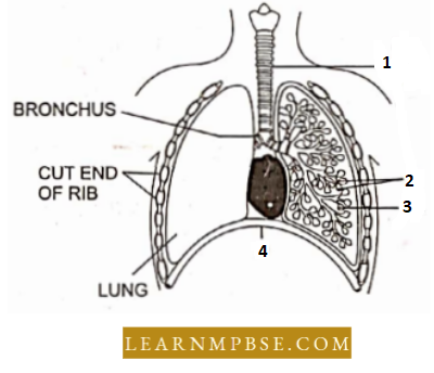 Respiratory System Respiration In Animals The Figure shows A Diagrammatic Question 60