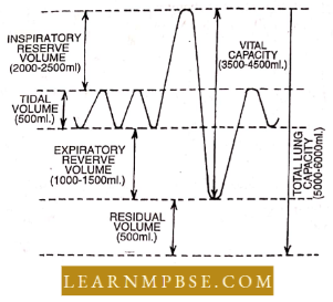 Respiratory System Respiration Various Pulmonary Ai8r Volumes