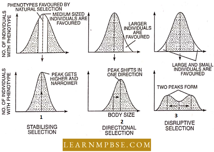 Theory Of Evolution By Natural Selection  Kinds Of Selection