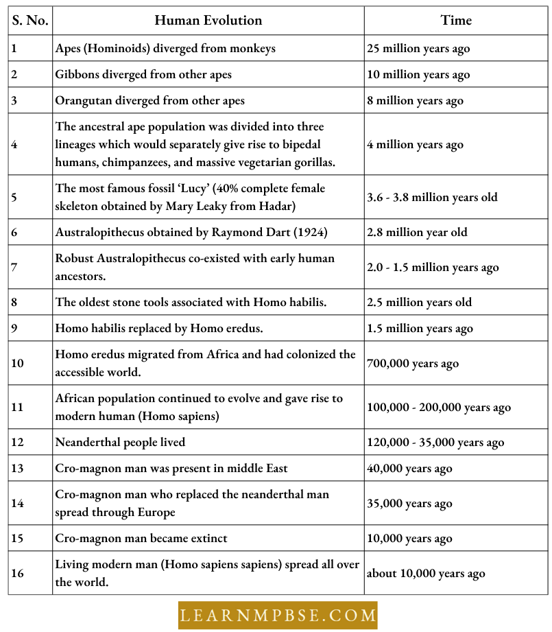 Time Scale Related To Human Evolution