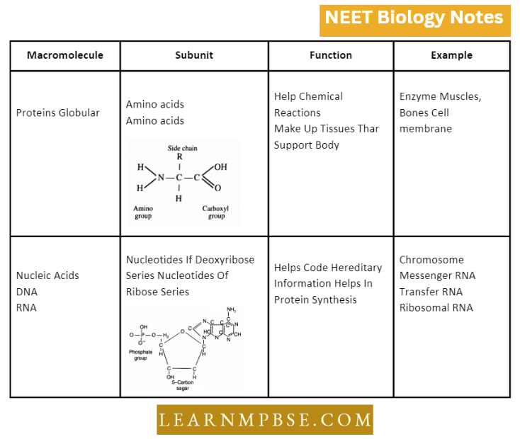 Understanding Life Biologically Important Macromolecules.