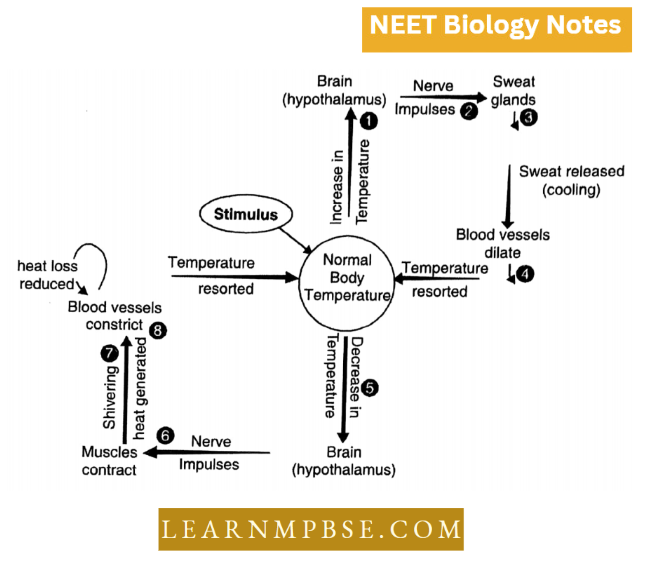 Understanding life Negative Feedback Loops