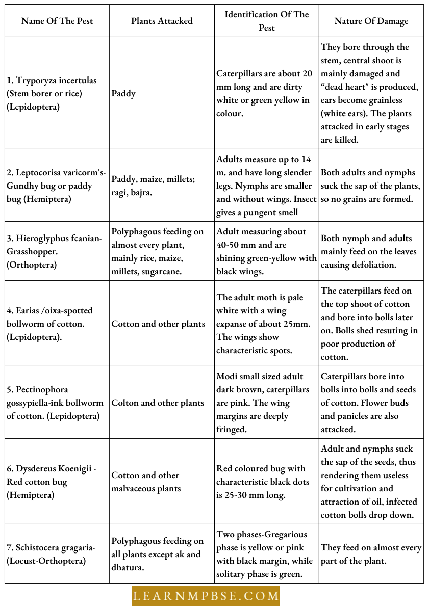 Agricultural Chemical Pesticides And Plant Pests List Of Some Of The Insects That Pests Destroy Crops In The Fields