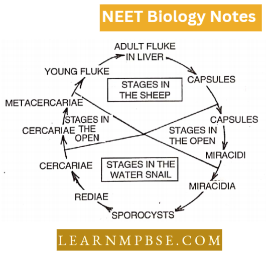 Animal Kingdom Non chordate Phyla Graphic Life History Of Liver Fluke