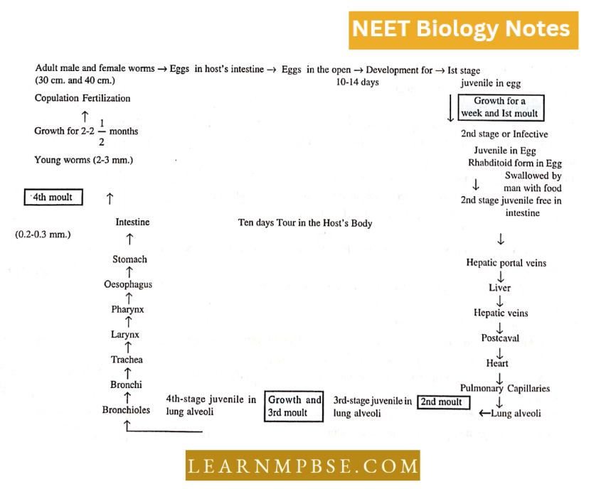 Animal Kingdom Non chordate Phyla Life Cycle Of Ascaris