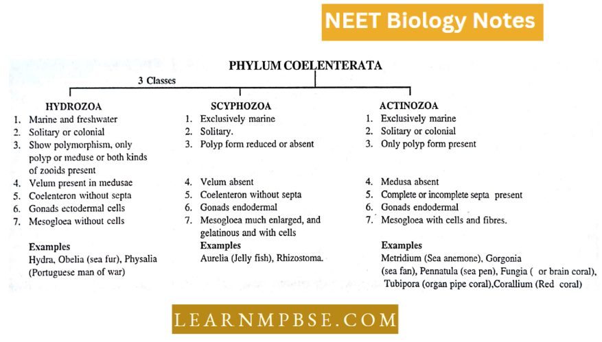 Animal Kingdom Non chordate Phyla Phylum Coelenterata
