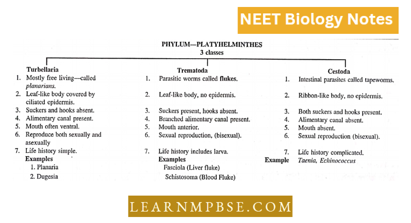 Animal Kingdom Non chordate Phyla Phylum -Platyhelminthes