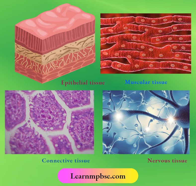 Animal Tissue Notes for NEET Biology