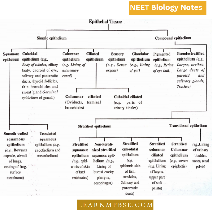 Animal Tissues Classification OF Epithelial Tissue