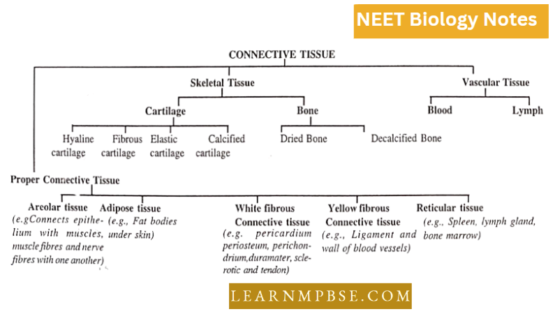 Animal Tissues Connective Tissue